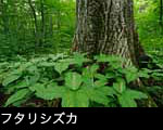 山野草フタリシズカ フリー写真素材