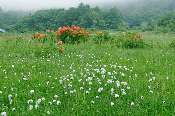 「花ざかりの森」