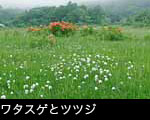 「花ざかりの森」レンゲツツジとワタスゲ
