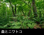 ニワトコの実 無料写真素材フリー 赤い木の実