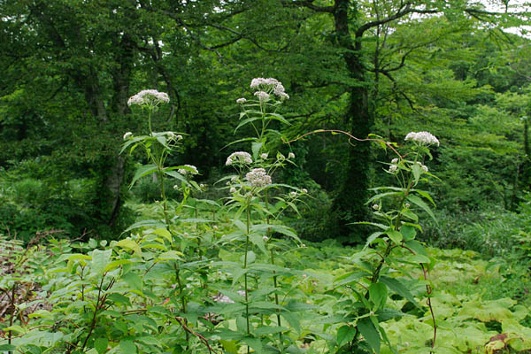 無料写真素材ストックフォト山野草「ヨツバヒヨドリ」花　画像3　