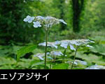 エゾアジサイ森林山野の花 壁紙 無料写真素材