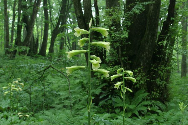 夏の森イメージ 壁紙 深緑の森林 巨木とオオウバユリの花 無料写真素材 画像7