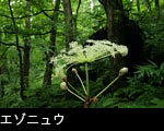 森林に咲くエゾニュウの花 フリー写真素材