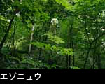 森林の花、エゾニュウ写真 無料写真素材