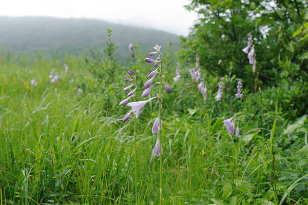 夏の草原に咲くタチギボウシの青い花 フリー写真素材　画像1