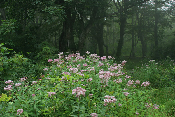 ヨツバヒヨドリ 　フリー写真素材　画像4　