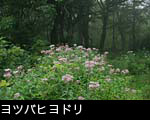 ヨツバヒヨドリ写真 画像 フリー素材