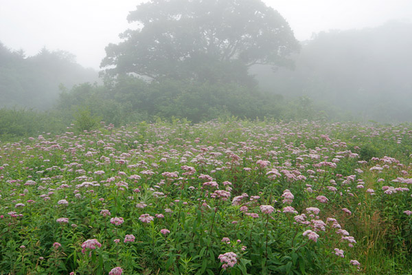 ヨツバヒヨドリ秋の高原に群生する赤紫の花 山野草 無料写真素材　画像2　