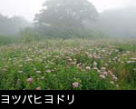ヨツバヒヨドリ群生
