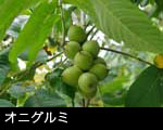 オニグルミの実　無料写真素材 フリー