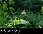 ツリフネソウ花期8ー10月