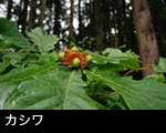 カシワの実（どんぐり）の画像 無料写真素材 フリー