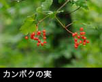 カンボクの実 水滴と赤い実 無料写真素材 フリー