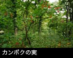 カンボクの実 山野の赤い実 画像 写真 フリー素材