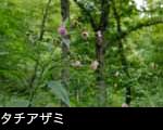 秋の山野草 森林とタチアザミ 無料写真素材