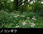 ノコンギクの花、秋の山野草、画像 フリー素材