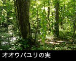 オオウバユリの実 無料 写真素材 フリー