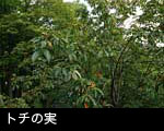 トチの木トチの実