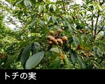 無料写真素材 ストックフォト トチの木トチの実
