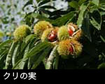 クリの実 イガグリ 無料写真素材 フリー  ストックフォト