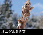 無料写真素材 ストックフォト 冬の森林 オニグルミ冬芽