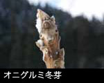 冬の森林、オニグルミ冬芽 画像 フリー写真素材