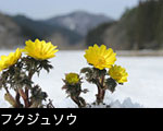 早春の花フクジュソウ