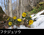 森林に咲くフクジュソウ
