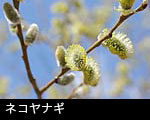 ネコヤナギ1