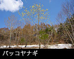 バッコヤナギ画像 フリー写真素材 