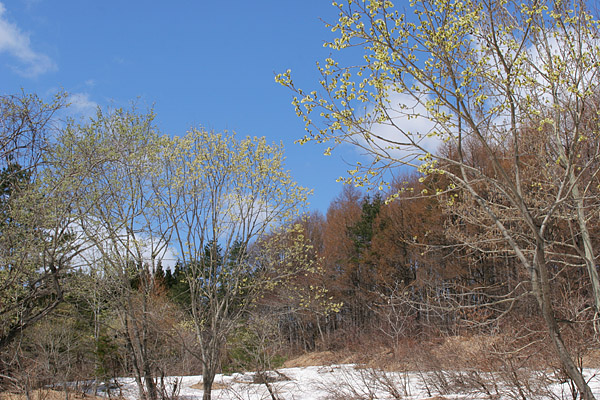 バッコヤナギ　山林　青空　無料写真素材　画像4