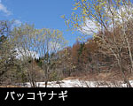 オバッコヤナギ写真 無料写真素材