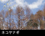 ネコヤナギ 画像 フリー写真素材