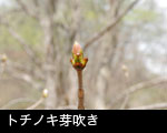 無料写真素材 ストックフォト 芽吹きの森 トチノキ芽吹き