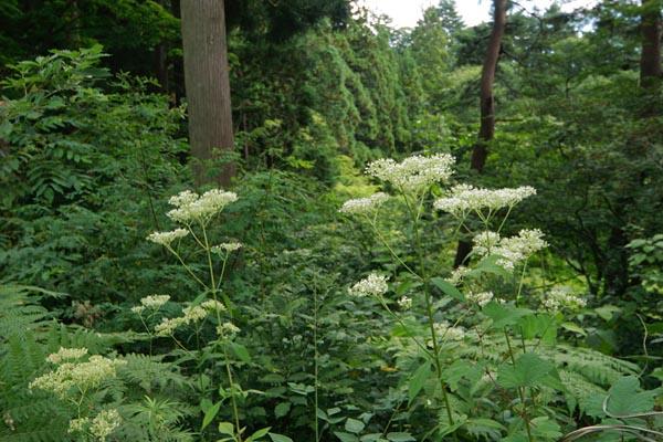 オトコエシ 秋の山野草 フリー写真素材 画像2