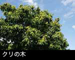 栗の木 栗の実 画像 無料写真素材 フリー