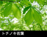 トチの木 トチの葉 若葉