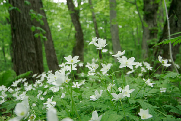  花ざかりの森全コンテンツへリンク