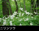 ニリンソウ、春の山野草、無料写真素材