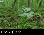 花期4月5月6月の山野草 エンレイソウ 無料写真素材