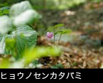 ヒョウノセンカタバミ 山野草 フリー写真素材