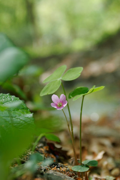 山野草 ヒョウノセンカタバミ 画像 無料写真素材　画像2