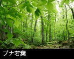 若葉の森 