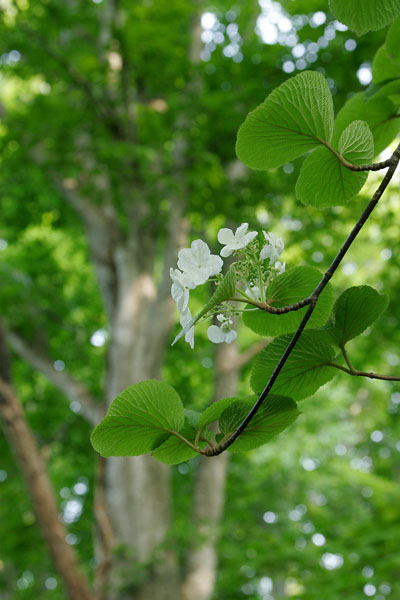 オオカメノキの花 （ムシカリの花 ）画像2 フリー写真素材