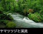 新緑の青森県奥入瀬渓流 無料写真素材