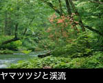 ツツジ咲く小川のせせらぎ 無料写真素材