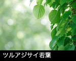 若葉の森林 ツルアジサイ若葉 画像