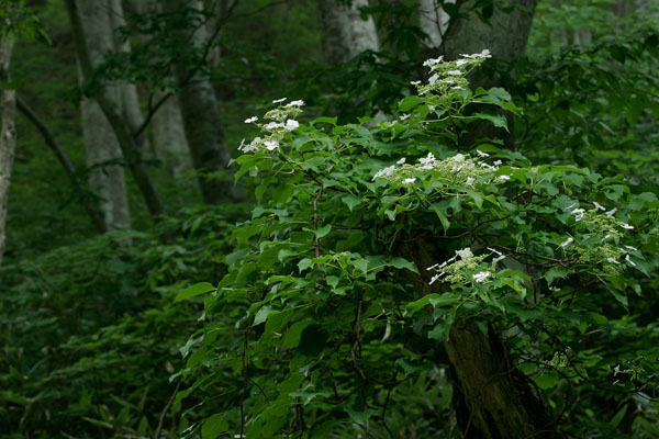 無料写真素材「ツルアジサイ」山野草 壁紙　画像1
