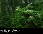 ツルアジサイ